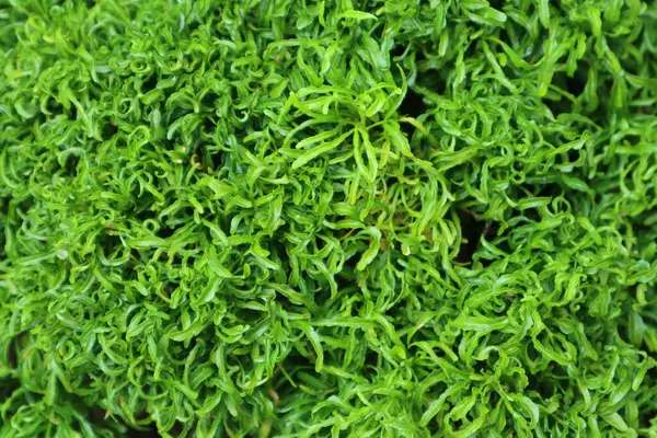 Yakın çekim yoğun mat parlak yeşil selaginella uncinata, kıvrımlı doku, canlı tropikal zemin örtüsü.