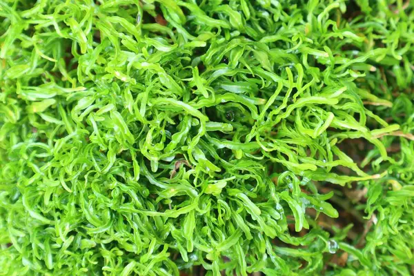Karmaşık yeşil su bitkisinin yemyeşil ve canlı yakın çekimi doğal güzellikleri sergiliyor.