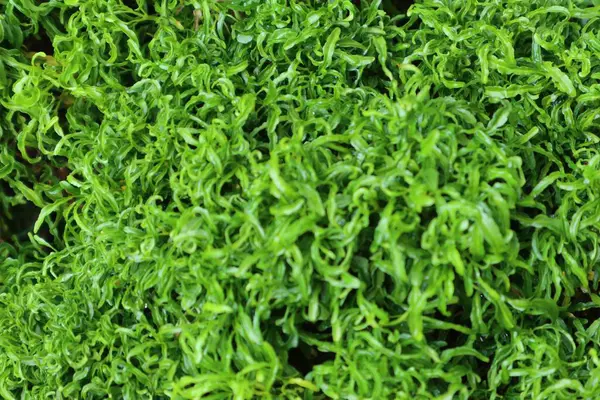 Bol kıvırcık yeşil yapraklar, zengin, dokulu bir doğa manzarası. Minyatür yapraklardan oluşan yeni bir halı..