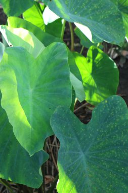 Bereketli yeşil fil kulaklı yapraklar güneş ışığıyla yıkanmış, botanik güzellik ve taze yeşillik sergiliyor..