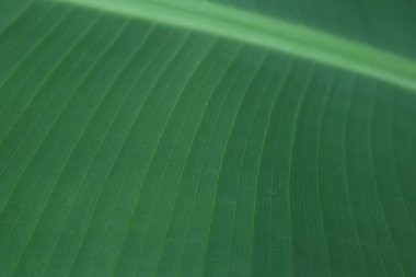 Taze bir muz yaprağının detaylı perspektifi zengin yeşil tonlarını ve karmaşık damar yapısını gözler önüne seriyor.