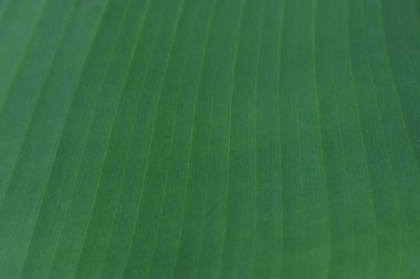 Detaylı yakın plan, canlı bir muz yaprağının zengin dokusunu ve rengini ortaya çıkarır.