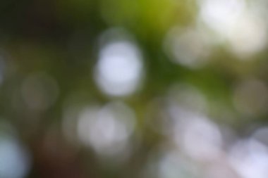 Yumuşak yeşillikler ve beyazlar içinde bokeh daireleri olan rüya gibi soyut bir arka plan.
