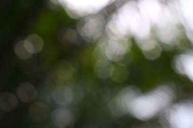 Yumuşak odaklı bitki örtüsü soyut, ruhani bir ruh hali yaratır, ışık ve yeşili harmanlar.