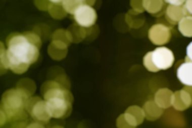 Ruhsal, soyut, bulanık bir yeşillik. Huzurlu, dokulu bir arkaplan yaratıyor.