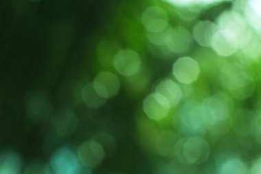 Yumuşak yeşil tonlara ve rüya gibi bir bokeh etkisine sahip rahatlatıcı soyut bir bakış açısı