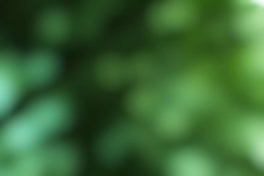 Soyut yeşil bokeh arkaplan bulanık doğal yeşillik ve yumuşak ışık