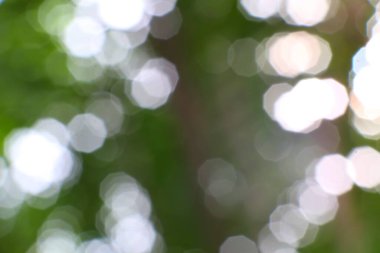 Büyüleyici bir bokeh etkisi; güneş ışığı bulanık yeşil yapraklar arasında dans eder