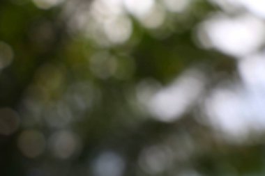 Canlı yeşil yaprakların arasından süzülen yumuşak ışık filtreli ruhani bokeh arkaplan