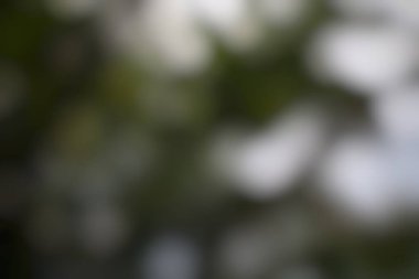 Soyut yumuşak bulanık bokeh yaprakları, huzurlu doğa manzarası, sakin bir arka plan.