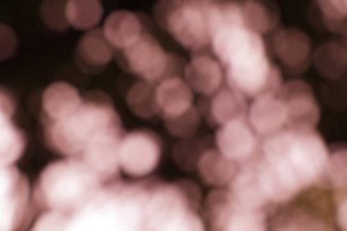 Tozlu gül bulanık ışıklar arka plan görüntüsü yumuşak ve rüya gibi bir his uyandırıyor.