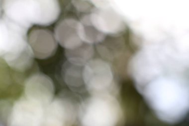 Odaklanamayan ruhani ışık ve soyut bir arkaplan için yeşillik