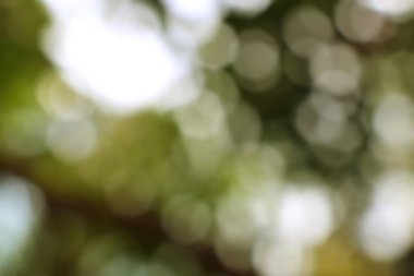 Yumuşak yeşil ve beyaz ışıkları olan rüya gibi bir arka plan bulanık bir doku yaratıyor.