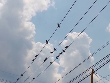 Kuşlar kablolar üzerinde dinleniyor, kabarık bulutlarla dolu gökyüzüne karşı.