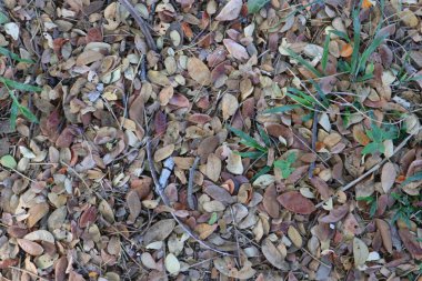 Orman zemininin desenli görüntüsü düşmüş yaprakları gösteriyor. Yeni filizlenmiş yeşil yapraklar doğal bir organik desen sunuyor.