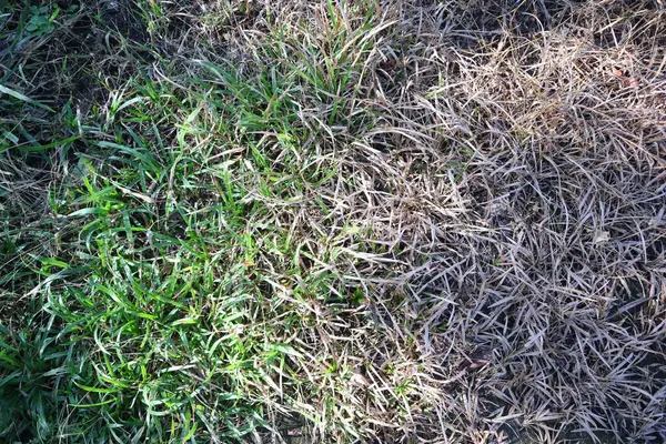 Birbiri ardına gelen canlı yeşil ve kuru, uykudaki çimenler mevsimsel değişimi ve farklı büyüme aşamalarını gösteren bir dönüşüm gösteriyor..