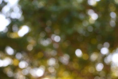 Orman tepe örtüsünün bulanık arka planı ve soyut bokeh desenleri.