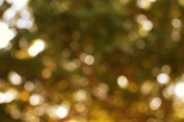 Bir orman tepe örtüsünün ışıldayan, noktalı ışıkla soyutlanması.