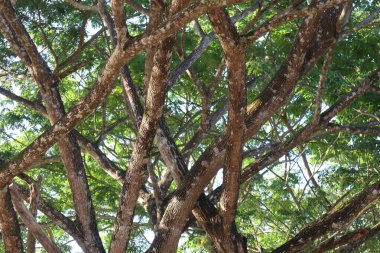 Parlak güneş ışığı altında birbirine dolanmış ağaç dalları ve canlı yeşil yaprakların detaylı görüntüsü. Doğal organik desen ve kabuk dokusu gökyüzüne doğru uzanıyor..