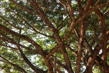 Bereketli yeşil yapraklar ve birbirine dolanmış kahverengi dallar tarafından oluşturulan yoğun doğal bir gölgelik. Güneşli ağaç yapısının detaylı dokusu ve organik deseni. Huzurlu bir orman manzarası.