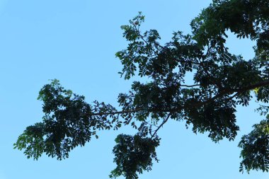 Siluetli ağaç dalları ve yemyeşil yapraklar parlak mavi bir gökyüzüne karşı duruyor ve arka plan için mükemmel, huzurlu bir doğal manzara yaratıyor..