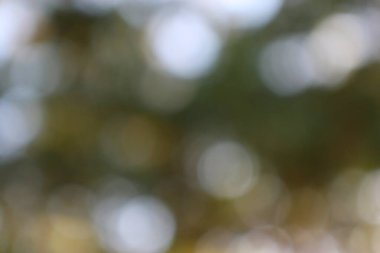 Yumuşak ışık çemberleri bulanık doğal arkaplana karşı yumuşak, organik bir bokeh etkisi yaratır. Tasarım için rüya gibi bir ortam..