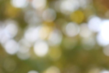 Soyut doğal ışık arkaplanı. Yumuşak odak çemberleri yaprakların arasından süzülür. Huzurlu ve dingin doku için hafif bulanıklık.