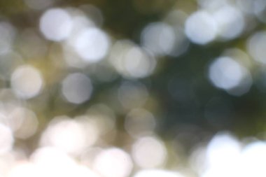 Doğal ışık yaprakların arasından süzülerek yumuşak, bulanık bir bokeh etkisi yaratır. Bu soyut arkaplan, dingin bir atmosfer için parlak dairesel gölgeler ve nazik renk geçişleri içerir..