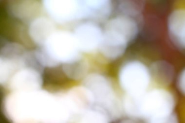 Doğada yayılmış ışığın yumuşak bokeh halkalarından oluşan canlı ve soyut bir arka plan..