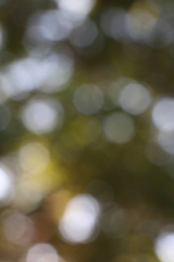 Yumuşak çevresel bokeh etkisi soyut ışık desenleri yaratıyor. Bulanık doğal arkaplan dokusu ve sakin görseller için nazik bir odak..