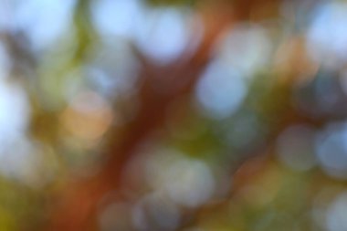 Bulanık orman ışığı tarafından oluşturulan canlı bokeh daireleri içeren soyut yumuşak odak arka planı. Sakin ve ruhani bir doğaya sahip..