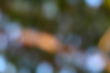 Yumuşak odaklı soyut arkaplan, sakin doğa renklerinde bokeh ışık daireleri, nazik bir şablon oluşturur..