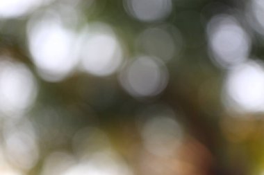 Yumuşak, bulanık ışık çemberleri içeren ruhani, soyut bir bokeh görüntüsü yeşil yaprakların arasından hafifçe aydınlatılıyor, rüya gibi, organik ve barışçıl bir ortam yaratıyor..