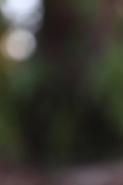 Bu soyut görüntü yeşil bir arkaplan, yumuşak bir bokeh ve bulanık detaylar içeriyor, doğada kısa süreli bir anı gösteren sakin ve gizemli bir atmosfer yaratıyor..