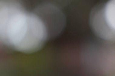 Yumuşak, odak dışı ışık ve gölgenin yer aldığı soyut bir görüntü, rüya gibi, ruhani bir atmosfer yaratıyor, sakinlik duygusunu ve ince bir güzelliği çağrıştırıyor. Modern zarafet katmak için mükemmel..