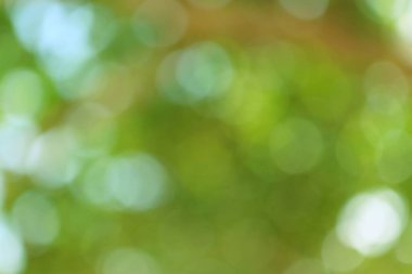 Yeşil tonların ve bokeh etkisinin yumuşak, soyut bir arka planı, doğayı, dinginliği ve dinginliği çağrıştırıyor ve huzurlu, rüya gibi bir atmosfer yaratıyor. Arka planlar için ideal.