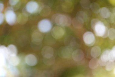 Yaprakların arasından süzülen güneş ışığıyla soyut bir görüntü yumuşak, rüya gibi bir bokeh etkisi yaratıyor, doğal tonların bir karışımını ve dingin bir güzellik katmak için mükemmel bir ruhani ışıltıyı sergiliyor.