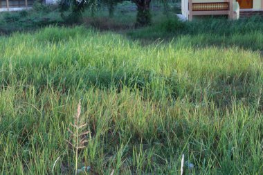 Bu görüntü, canlı otlarla dolu verimli bir alanın sakin bir sahnesini ve uzaktan kısmen görülebilen ek binaları gösteriyor. Huzuru ve bozulmamış doğayı çağrıştırıyor..