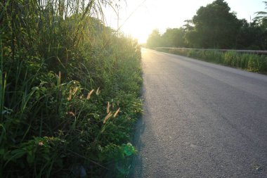 Bereketli, uzun otların arasında kıvrılan güneşli bir yolun huzurlu manzarası. Yumuşak ışık manzaralı ve sakin bir atmosfer yaratıyor. Özgürlüğü ve doğal bir kaçışı çağrıştırmak için ideal..