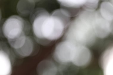 Yuvarlak ışık desenli bulanık Bokeh 'e odaklanan yumuşak bir görüntü doğal bir ortamda huzur ve sükunet hissi uyandırıyor.