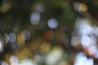 Bu resim, çeşitli tasarım amaçlarına uygun rüya gibi ve görsel olarak çekici bir zemin oluşturan yumuşak, soyut bir bokeh arkaplan sergiler