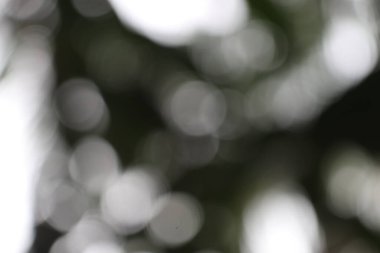 Yumuşak odaklı bokeh elementlerin yer aldığı sanatsal soyut bir fotoğraf. Görüntü, koyu yeşil arkaplanda bulanık beyaz dairelerin görüntüsüdür..