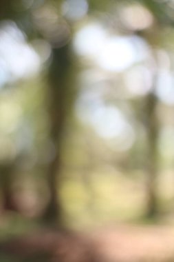 Bu fotoğraf, yumuşak renkler ve bokeh efektleri ile bulanık doğal manzaranın hayal ürünü ve huzurlu bir sahne yaratan soyut ve sanatsal bir tasvirini içeriyor.