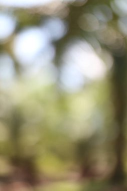 Bu resim, yeşil, sarı ve bokeh efektlerinden oluşan yumuşak, bulanık doğal bir arkaplanı tasvir ediyor, sakin bir atmosfer sunuyor.