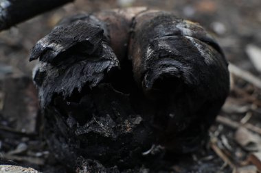 Yanmış bir kütüğün yapısal detaylarını yakalayan bir makro fotoğraf yoğun ısının etkilerini ve organik madde üzerindeki derin etkisini gözler önüne seriyor.