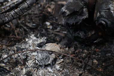 Yanmış odun ve küllerin dokusunu ve detaylarını yakalayan yüksek açılı bir makro çekim. Yıkımdan ve ateşin etkilerinden bahseden bir sahne..