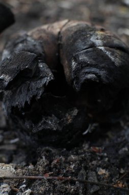 Bu yakın plan resim, ateş ve zamanın oluşturduğu karmaşık detayları ve dokuları gösteren kömürleşmiş bir tahta parçasını sergiliyor.