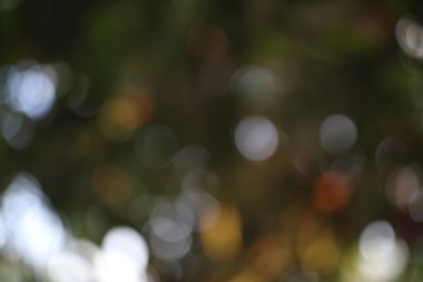 Doğal ışığın yumuşak, odak dışı tasviri, bokeh küreler sergileniyor ve sanatsal bir görünüş için bulanık bir renk paleti.