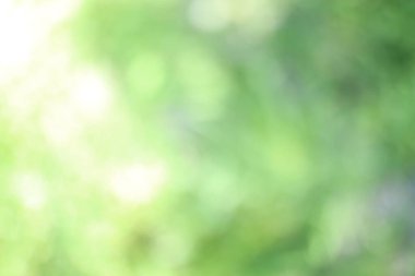 Bu resim yeşil ve beyaz tonlarında bulanık bir arkaplanı, yumuşak ve rüya gibi bir atmosferi, barışçıl tasarımlar ve sanatsal projeler için ideal bir ortamı oluşturur.