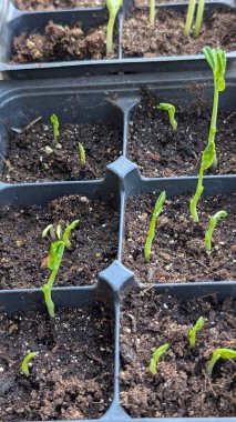 Serada genç balkabağı tohumlarından oluşan yeşil filizler. bahar.